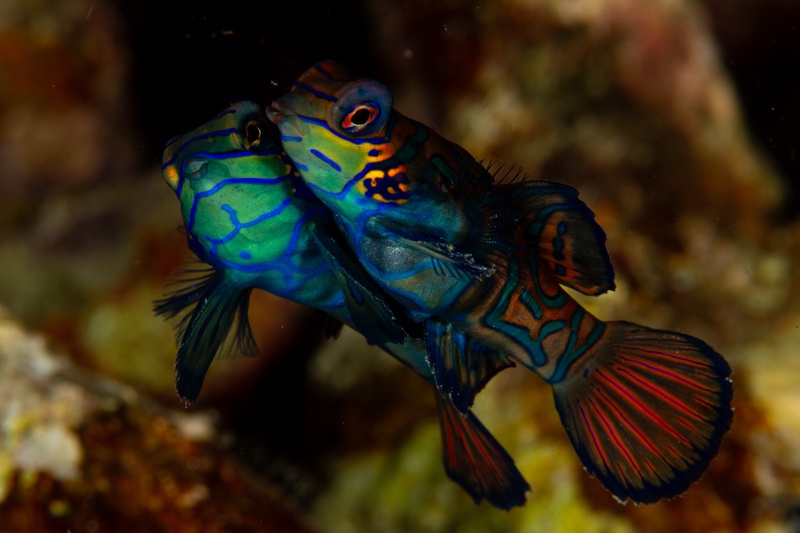 Mandarinfish pair meet in a brief mating embrace, blue-green swirls and orange fins flashing.