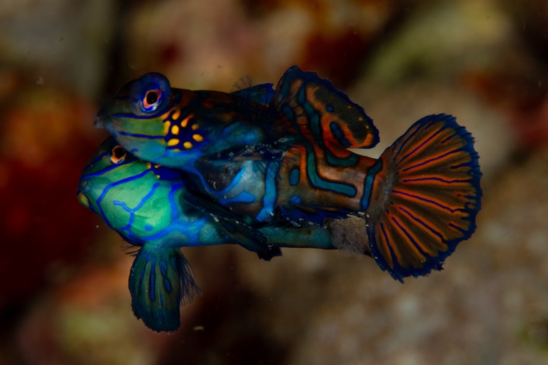 Mandarinfish pair rise together at dusk, fins flared in a brief courtship dance above the reef.