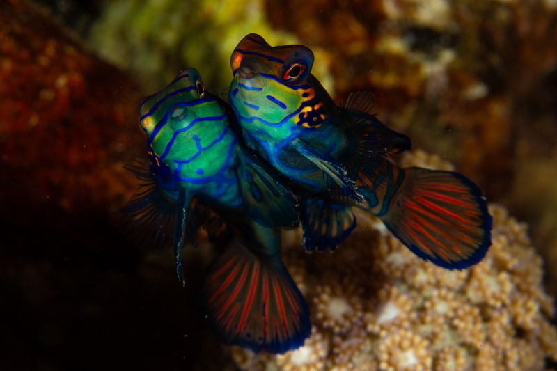 Another mandarinfish pair lifts off to spawn, neon blue-green lines and orange fins blazing briefly.