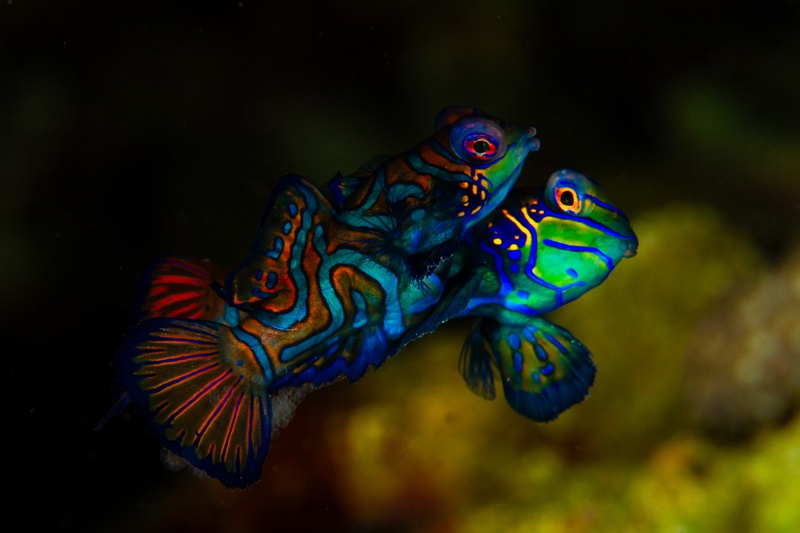 Mandarinfish pair rise to spawn above coral rubble, blue-green swirls and orange fins flashing.