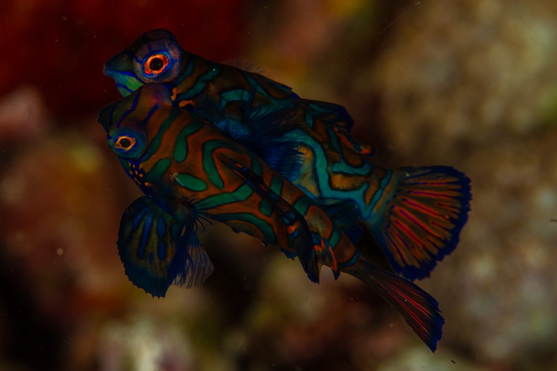 Mandarinfish hovering above the reef, neon green, blue, and orange patterns rippling across its body.