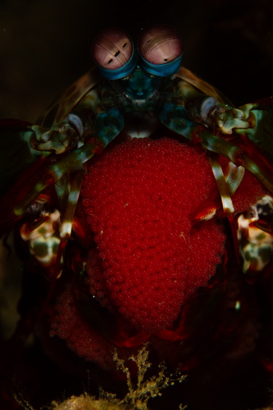 Peacock mantis shrimp guards a clutch of red eggs in its burrow, raptorial arms folded tight.