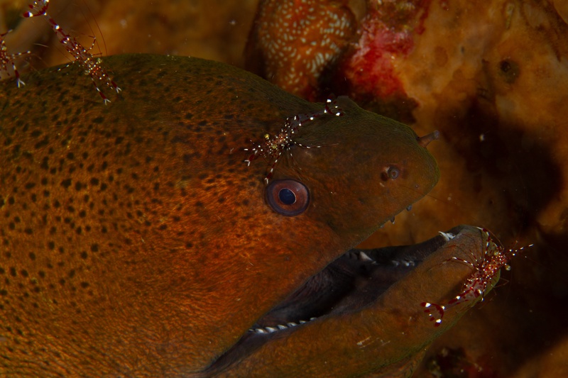 Spotted moray eel peers from its crack while cleaner shrimp work around the jaws and nostrils.