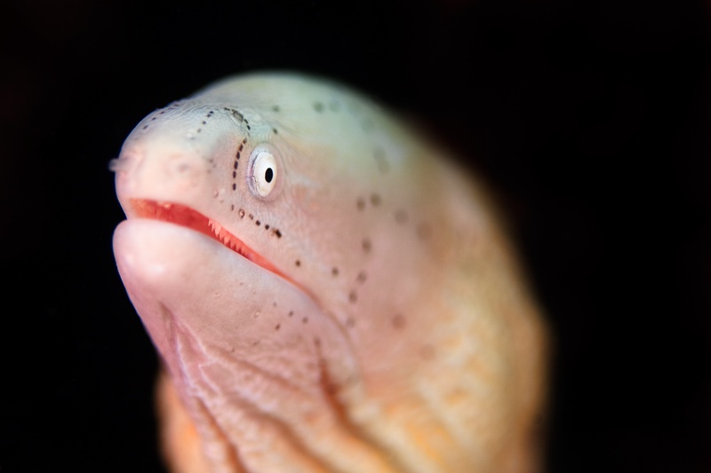 Pale moray eel peers from darkness, spotted skin and bright eye above a parted jaw.