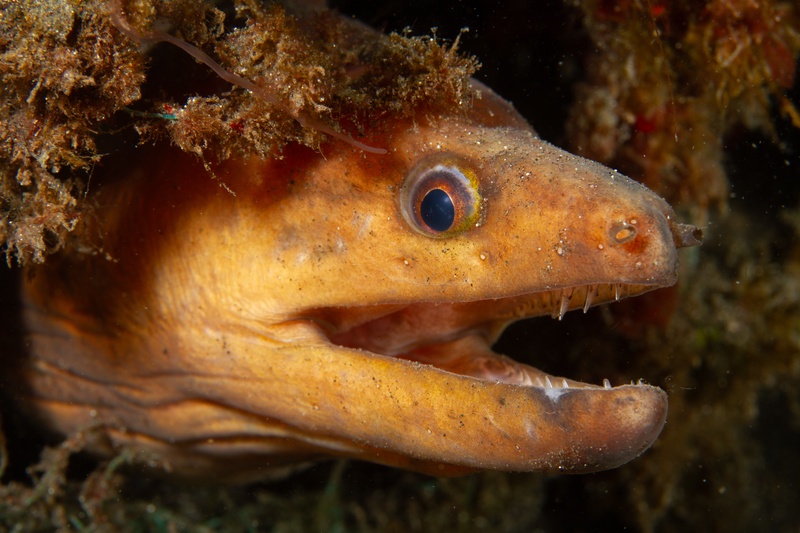 Brown moray eel gapes from an algae-coated crevice, rows of sharp teeth exposed.