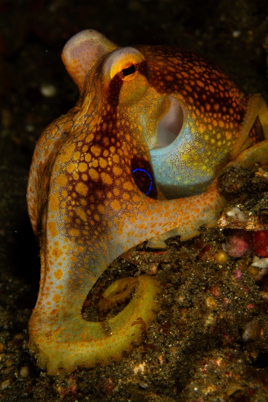 Mototi octopus in tight portrait, dark eye ringed with blue, textured skin sharp under the strobe.