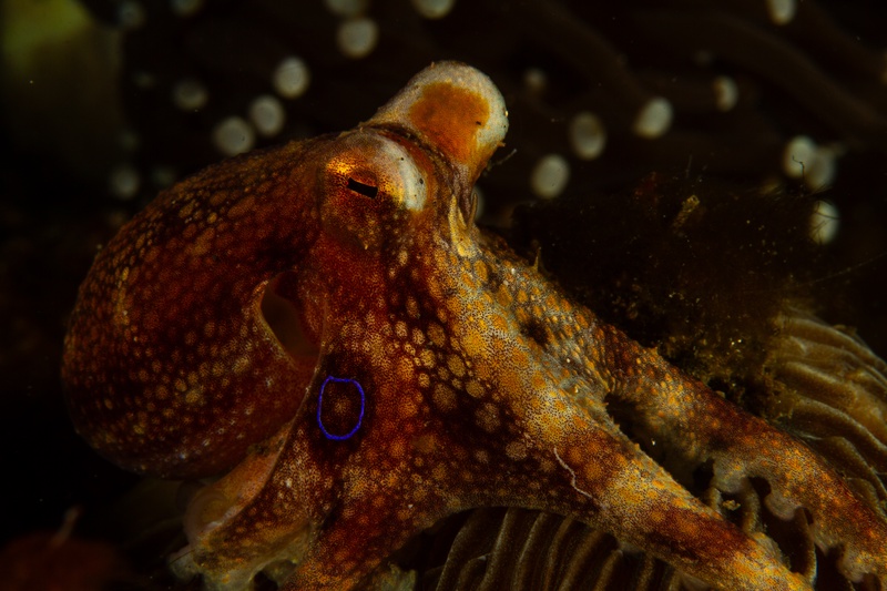 Mototi octopus close-up, golden eye and textured reddish skin with the telltale blue ring on the mantle.