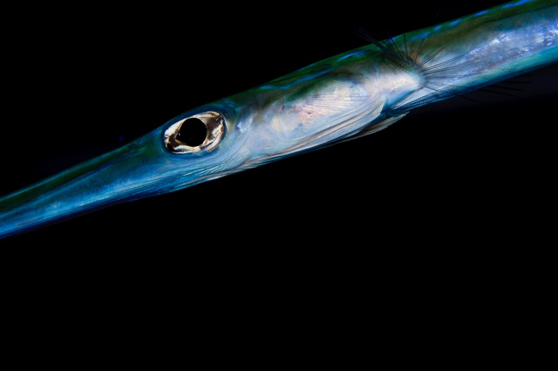 Needlefish portrait against black water, long silver-blue snout and round eye picked out in detail.