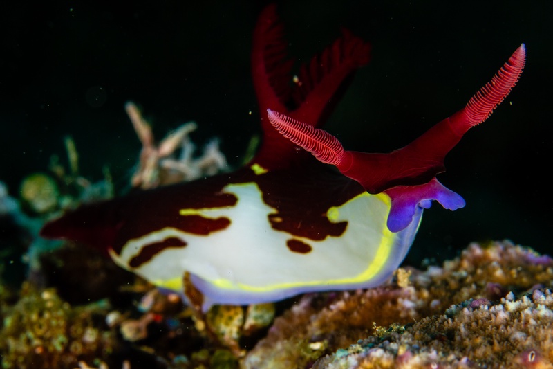 Nembrotha chamberlaini nudibranch crawling the reef, dark red body edged in white with tall rhinophores.