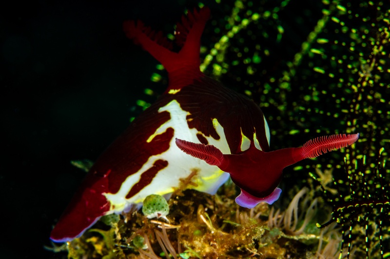 Nembrotha chamberlaini nudibranch in side view, red-white body bright against the dark seabed.