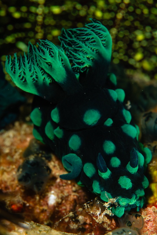 Nembrotha cristata rests on the reef, black mantle dotted with neon green spots and feathery gills.