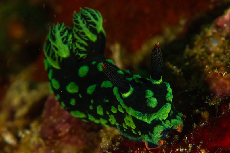 Nembrotha kubaryana crawls over the reef, green bands glowing against its black body and raised gills.