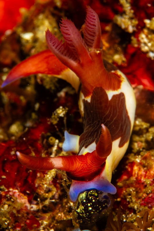Nembrotha nudibranch crawling over reef color, red-orange gills and rhinophores bright against brown-white markings.