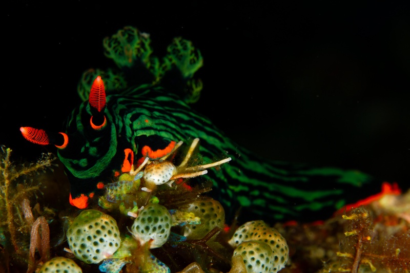 Nembrotha nudibranch feeds among tunicates, green-and-black body topped with red-orange rhinophores.