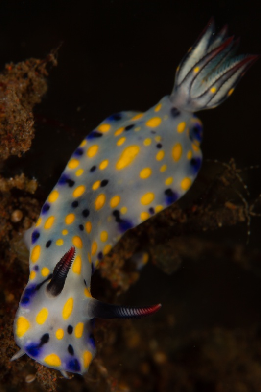Blue chromodoris nudibranch with yellow and black spots glides along a Bali reef wall.