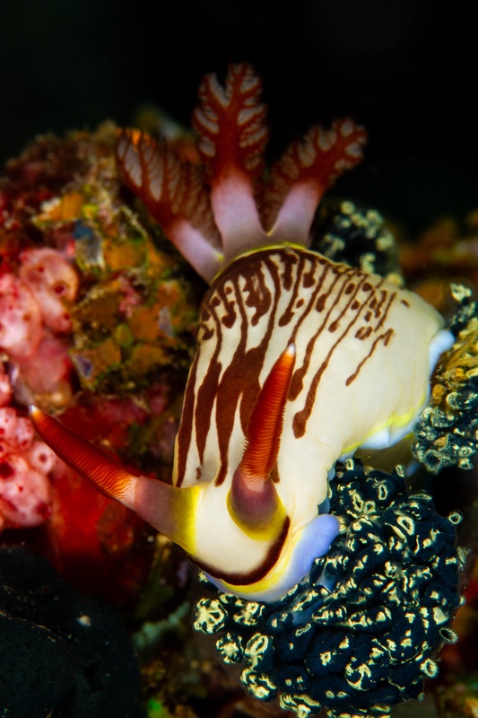 Cream-and-brown striped nudibranch resting on reef, branching gills and clubbed rhinophores fully raised.