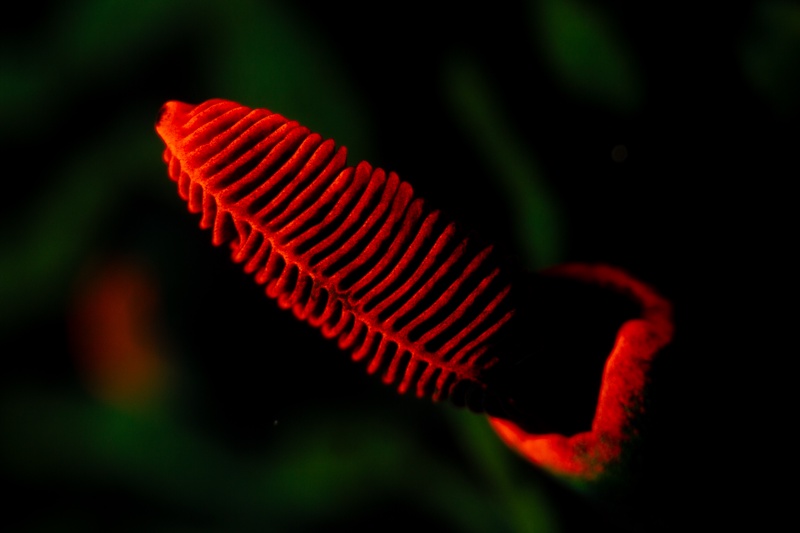 Nudibranch gill fluorescing vivid red under UV light, delicate lamellae fanning upward against the dark.