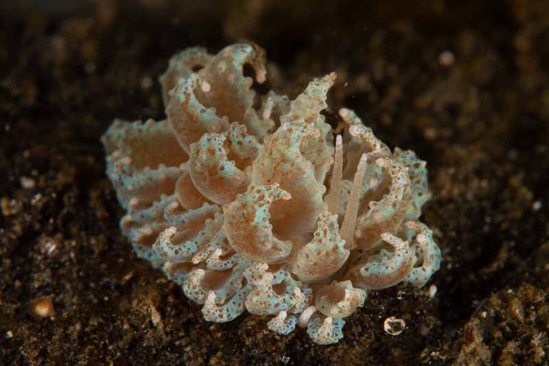 Ruffled pale-green nudibranch on Lembeh sand, pink-edged cerata folded like lettuce leaves.