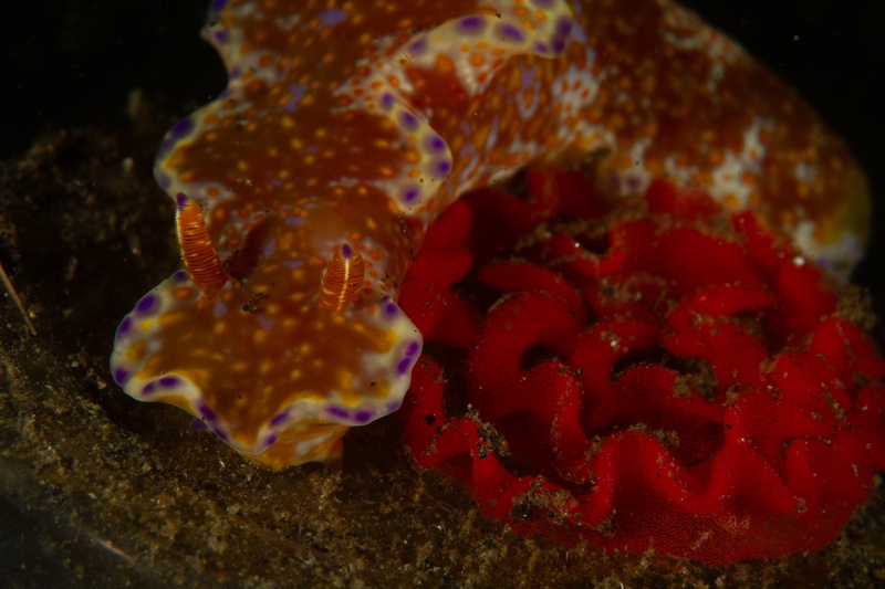 Orange nudibranch beside a red egg ribbon, rhinophores raised in a Lembeh close-up.