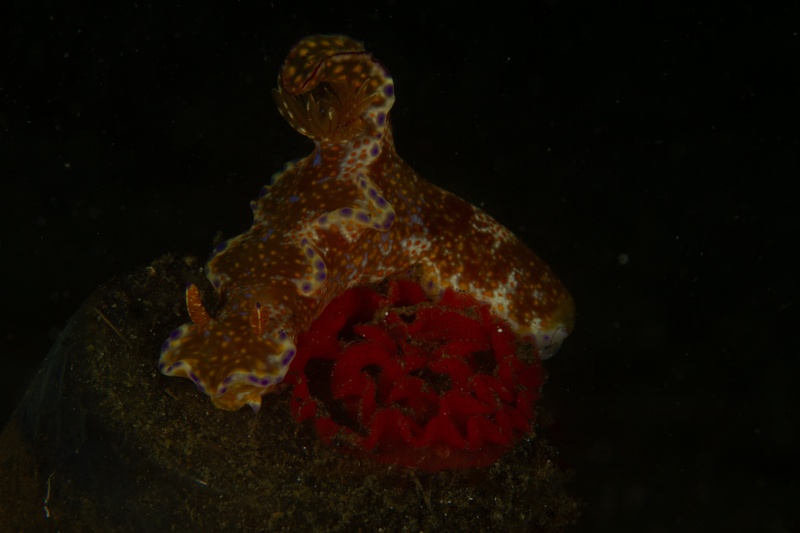 Orange spotted nudibranch beside a red egg ribbon, purple markings sharp against the rock.