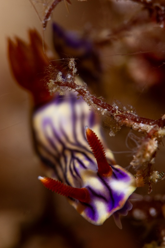 Purple-and-white nudibranch climbing hydroids in Puerto Galera, red gills raised above its back.