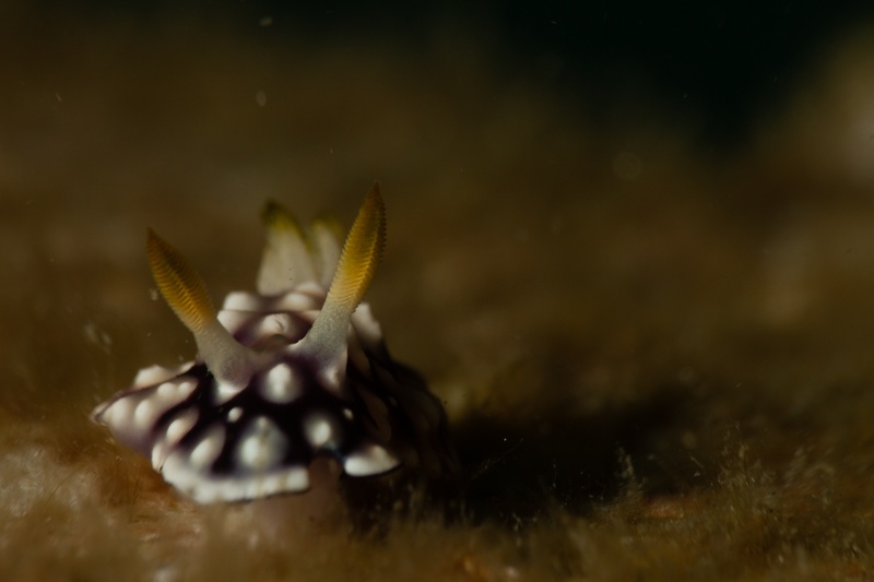 Purple-and-white nudibranch crossing dark substrate in Lembeh, yellow rhinophores standing out up front.