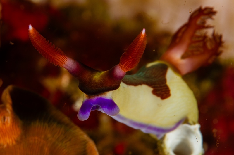 Nudibranch with red rhinophores and a purple-edged mantle inches across a mottled reef patch.