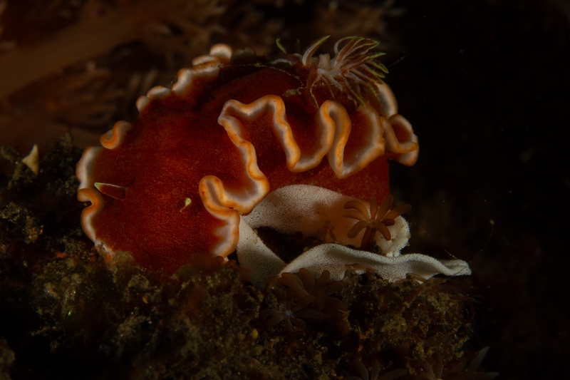 Red nudibranch crawling over dark reef, white mantle edged in orange and gills lifted behind.