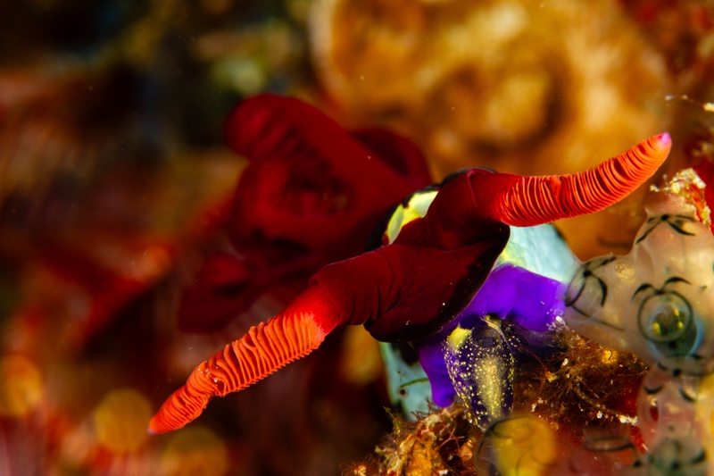 Macro close-up of a dark nudibranch, red rhinophores lifted beside bright tunicates.