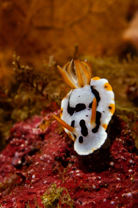 White nudibranch on a red sponge, black markings crisp and orange-tipped rhinophores held upright.