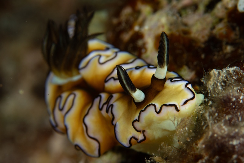 Chromodoris nudibranch crawling over Komodo reef, yellow mantle edged by black wavy lines.