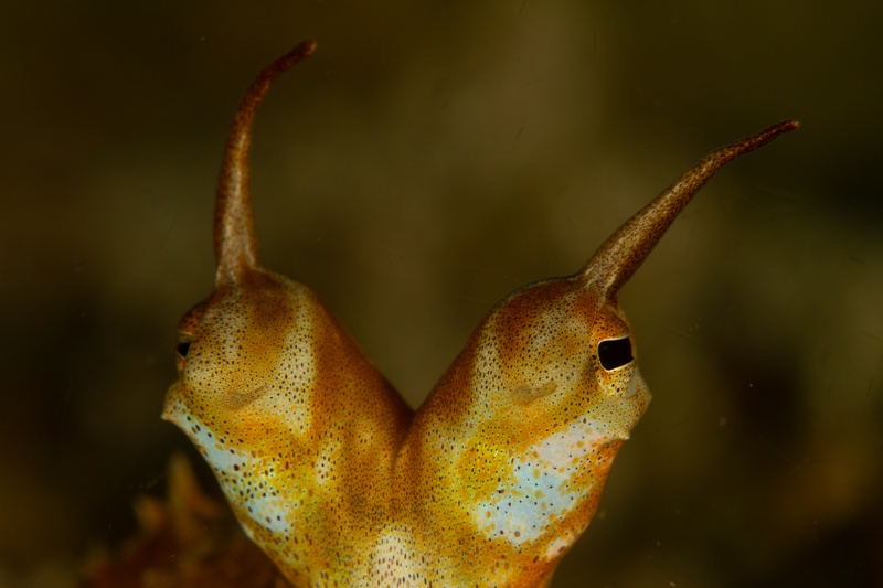 Octopus portrait in warm golden tones, textured skin and curious eye filling the frame.