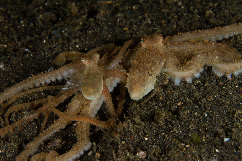 Pair of octopuses face off on Lembeh black sand, mottled mantles raised and arms spread wide.