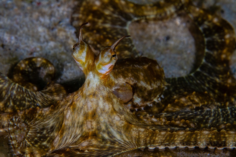Camouflaged octopus sprawls over the reef, rough brown skin matching the rocks as its eyes watch.