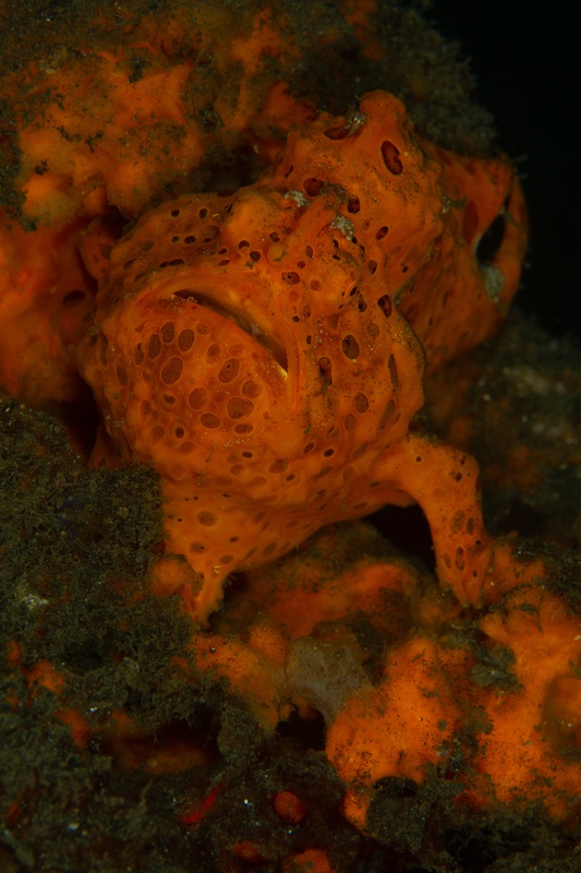 Painted frogfish faces the lens head-on, orange skin and dark spots blending into the growth.