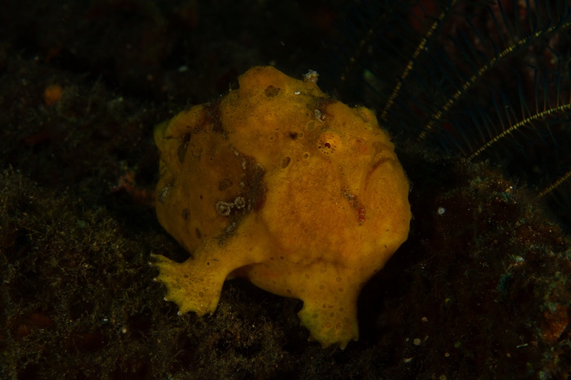 Orange frogfish sits motionless on dark reef rubble, a sea urchin blurred in the background.