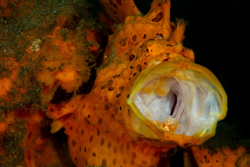 Orange painted frogfish yawning wide, huge mouth gaping open above the black sand of Lembeh.