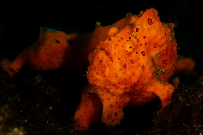 Pair of orange painted frogfish sitting shoulder to shoulder on Lembeh muck, warty skin matching the bottom.