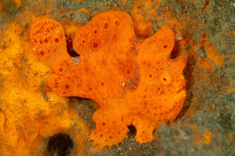 Top-down view of an orange painted frogfish, dark spots matching the sponge beneath it.