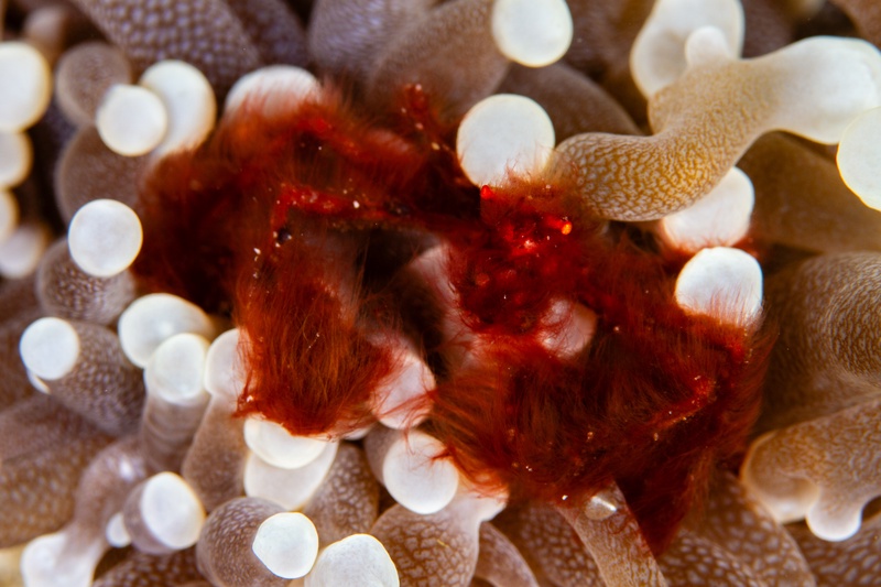 Hairy orangutan crab nestles between swollen bubble coral vesicles, almost disappearing in the folds.