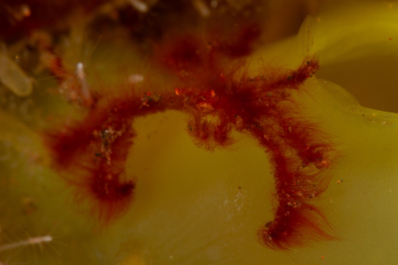 Hairy orangutan crab clinging to bubble coral, red fur standing out against the yellow-green lobes.