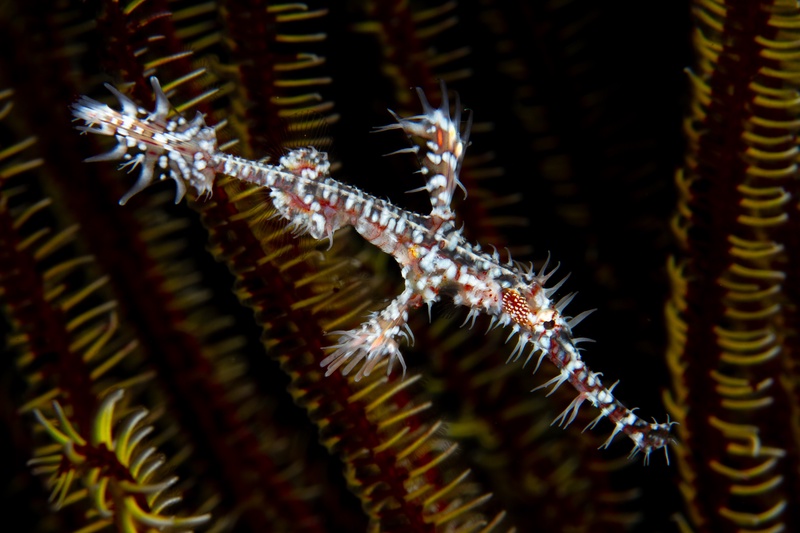 Ornate ghost pipefish hovers among crinoid arms, its spiny camouflage breaking up the outline.