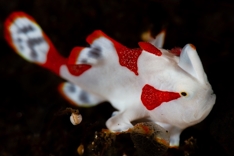 Painted frogfish sits motionless on the reef, red-and-white skin textured like the sponges nearby.