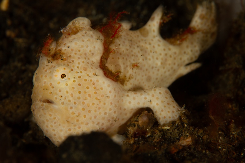 Painted frogfish perches on rubble, white body covered in orange spots and red-edged fins.