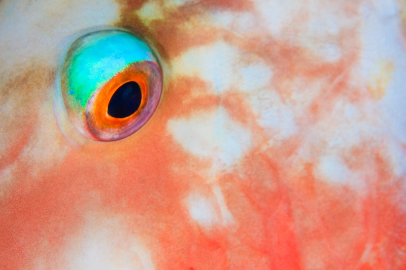 Parrotfish eye in extreme macro, with a turquoise and orange iris set against mottled pink skin.