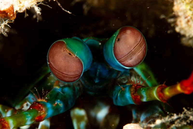 Peacock mantis shrimp glaring from its burrow, iridescent stalked eyes fixed on the camera.