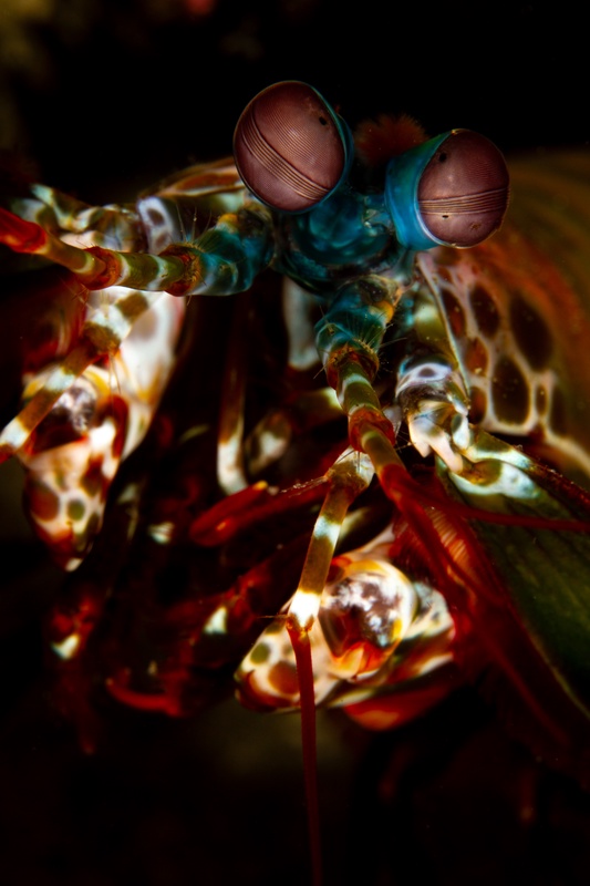 Peacock mantis shrimp portrait, with stalked eyes forward and raptorial clubs folded beneath a patterned face.