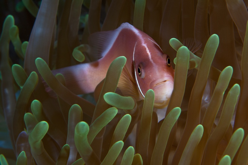 Pink anemonefish peering out between green-tipped tentacles of its host anemone, mouth slightly open.