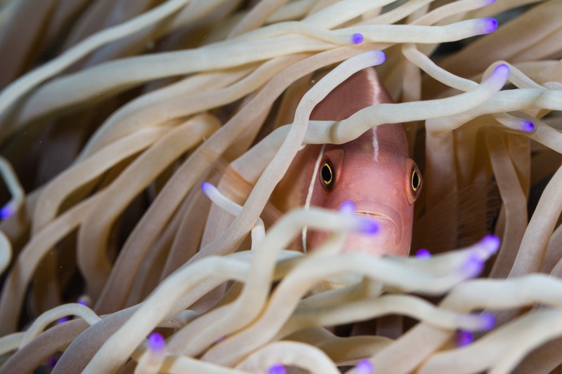 Pink anemonefish peeks between purple-tipped anemone tentacles, half-hidden and watching.