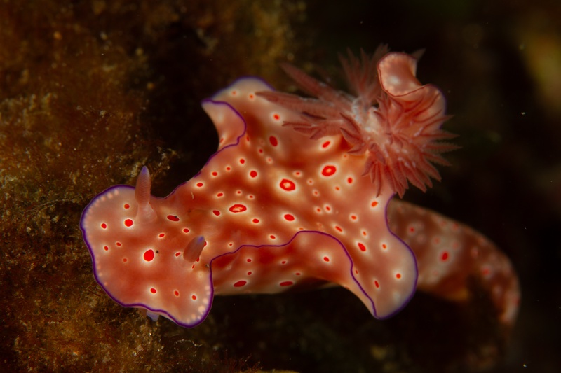 Pink Ceratosoma nudibranch glides over dark rock, red-orange spots and purple edge sharply visible.